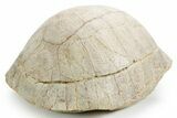 Inflated Fossil Tortoise (Stylemys) - South Dakota #355526-2